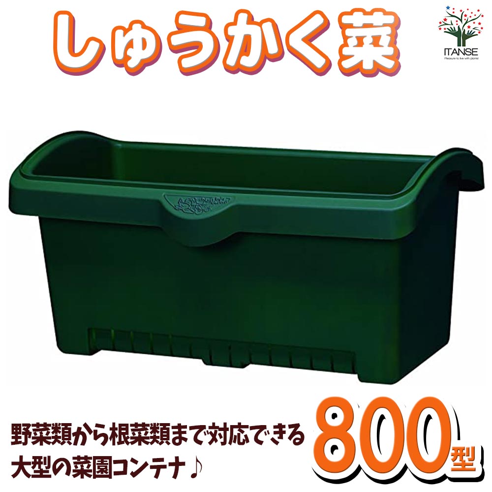 しゅうかく菜 色：ダークグリーン／用途で選べる鉢・用品【資材 800型