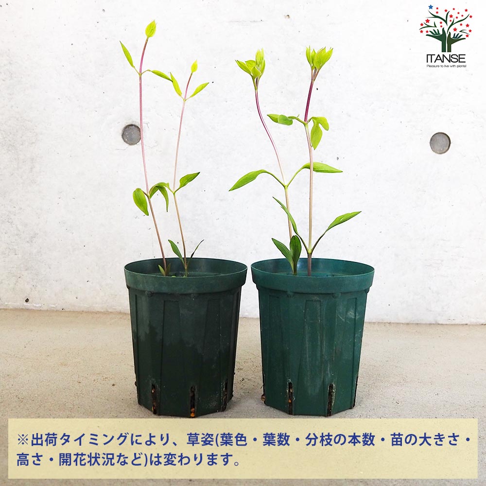 クレマチス 金子コレクション・クリル【花苗 4号鉢／1個売り