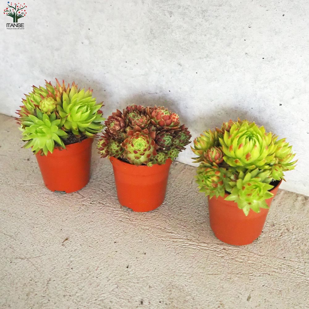 センペルビウム ジョビバルバ レッド グリーン ライムグリーン 3品種各