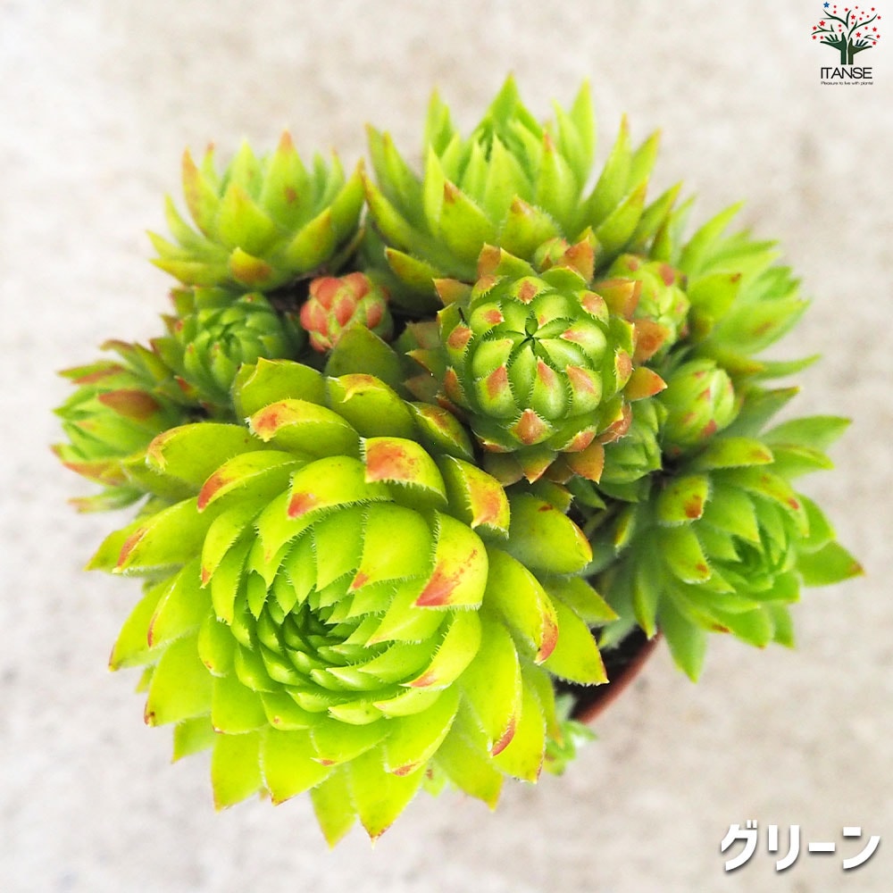センペルビウム ジョビバルバ レッド グリーン ライムグリーン 3品種各