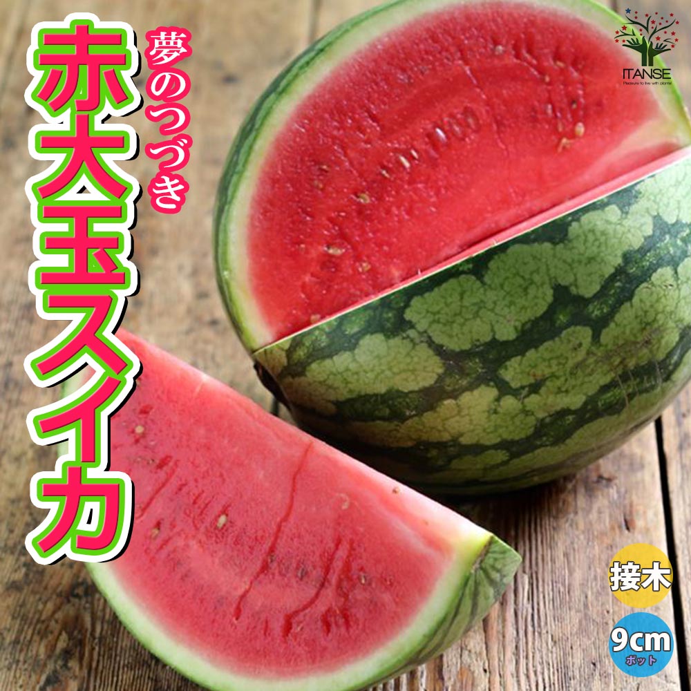 赤大玉スイカ(品種:夢のつづき)接ぎ木苗2個～【野菜 接木苗9cmポット