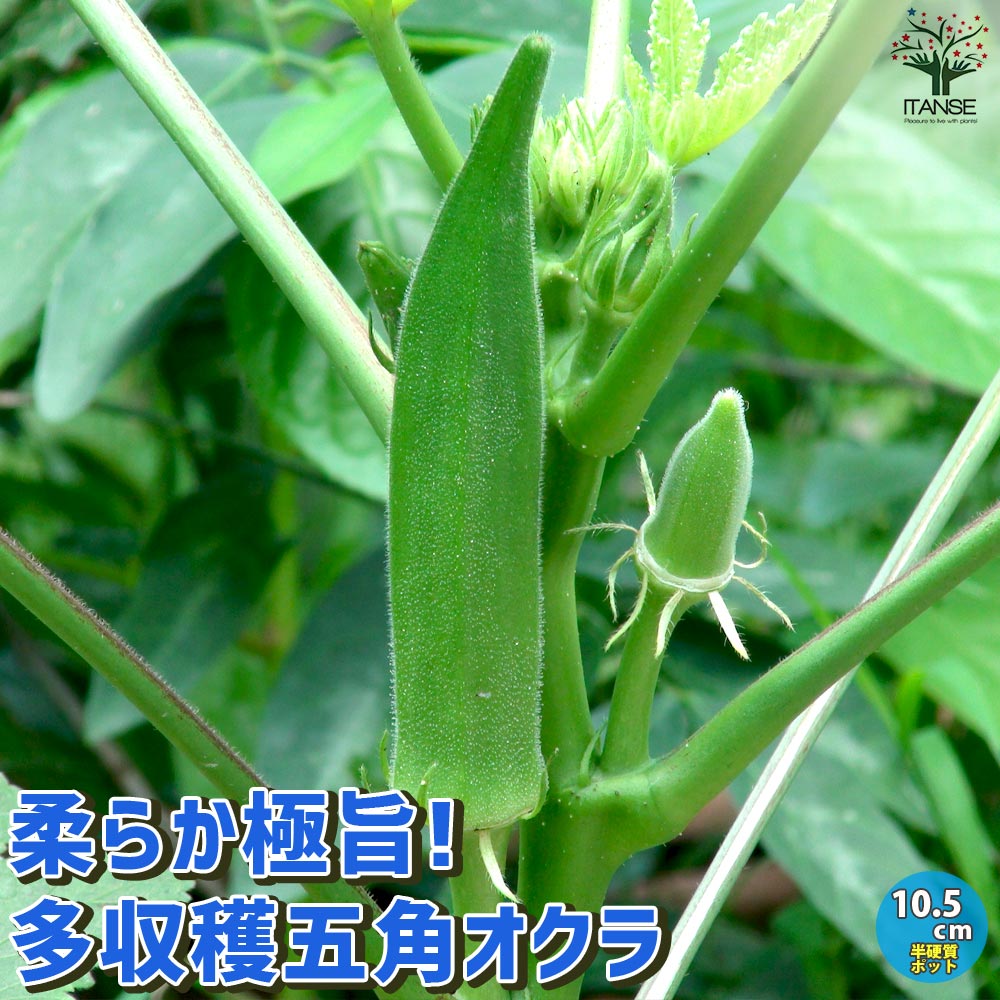 オクラの苗 柔らか極旨！多収穫五角オクラ4個～【野菜の苗 10.5cmポット】
