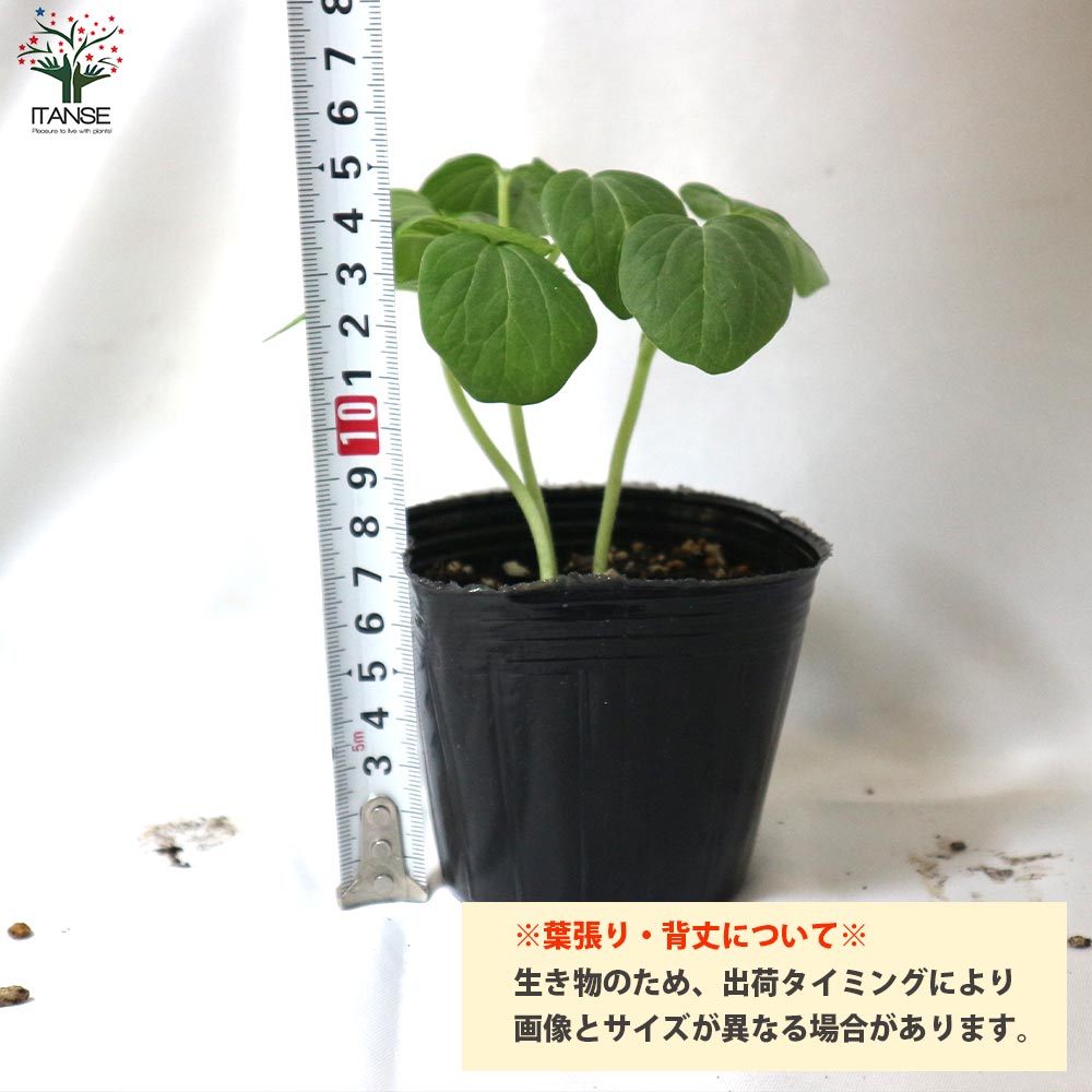 オクラの苗 柔らか極旨！多収穫五角オクラ4個～【野菜の苗 10.5cmポット】