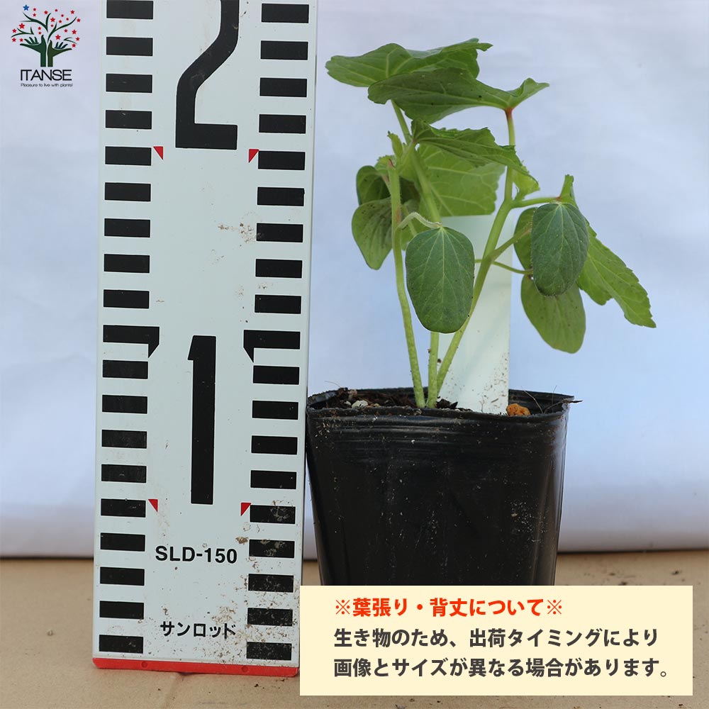 オクラの苗 柔らか極旨！多収穫五角オクラ【野菜の苗 10.5cmポット】