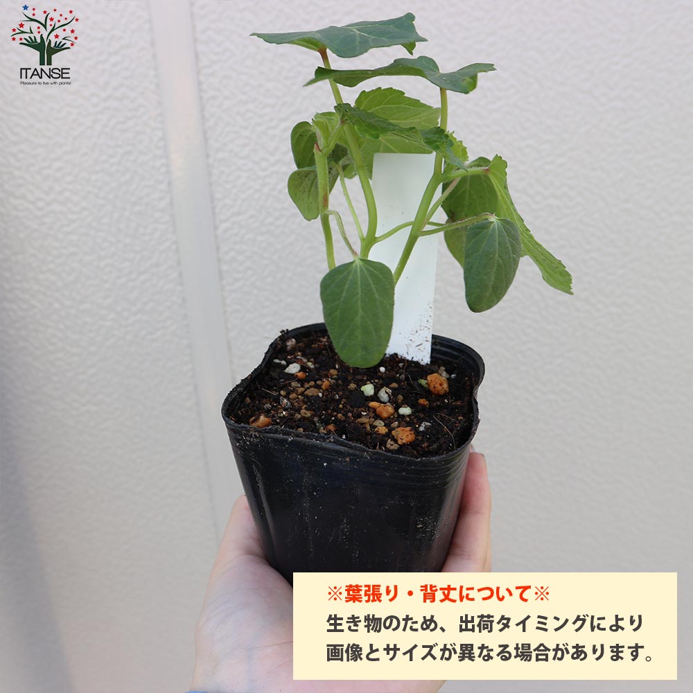 オクラの苗 柔らか極旨！多収穫五角オクラ4個～【野菜の苗 10.5cmポット】
