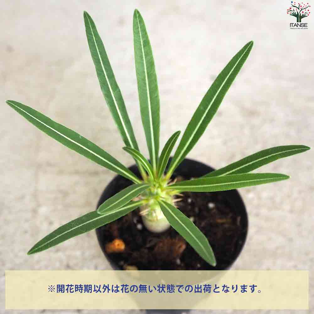 パキポディウム カクチペス 【多肉植物 2号鉢】｜ 【植物の