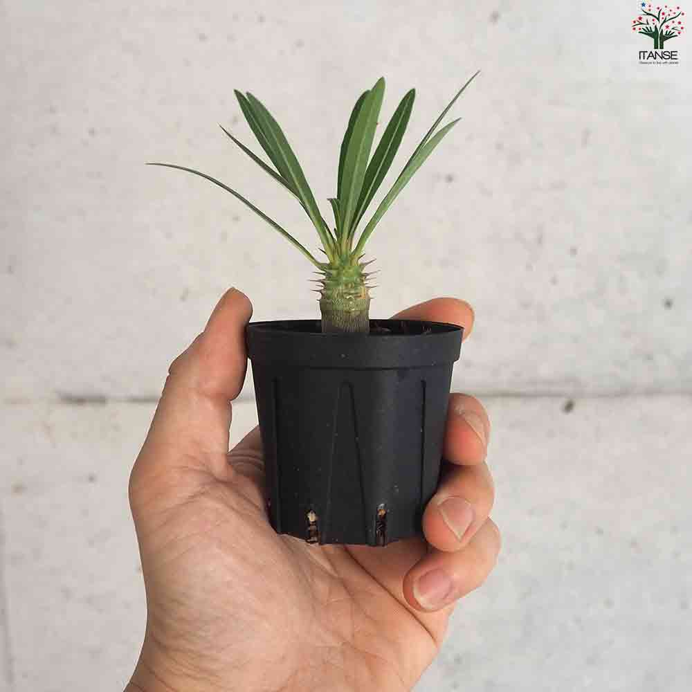 【鉢付き】パキポディウムカクチペス パキポディウム・カクチペス 4.5号鉢 | | 多肉・塊根植物