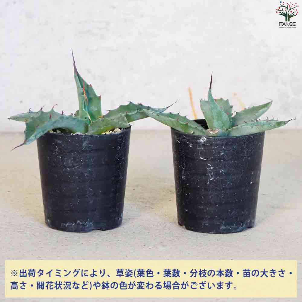 アガベ モンタナ 【多肉植物 2.5号鉢／1個売り】｜ 【植物の