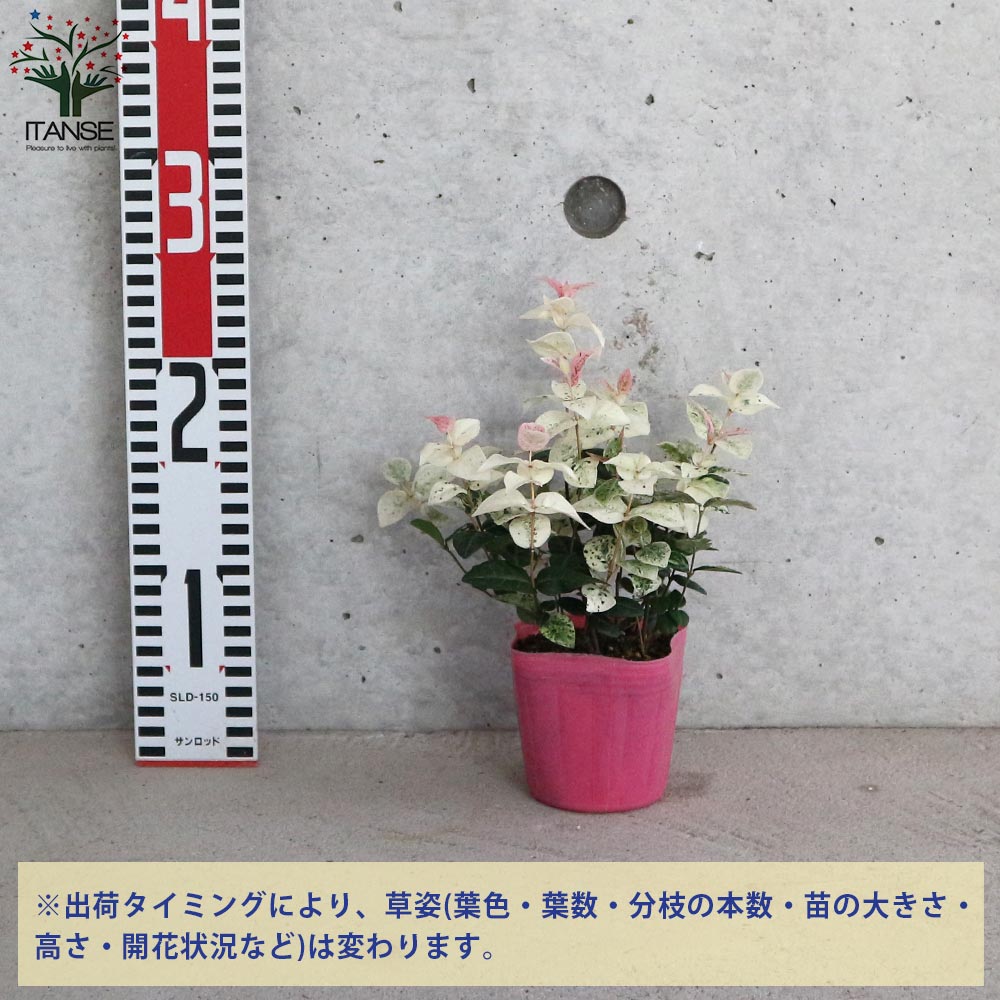 初雪カズラの苗 ハツユキカズラ【花苗 3号ポット】
