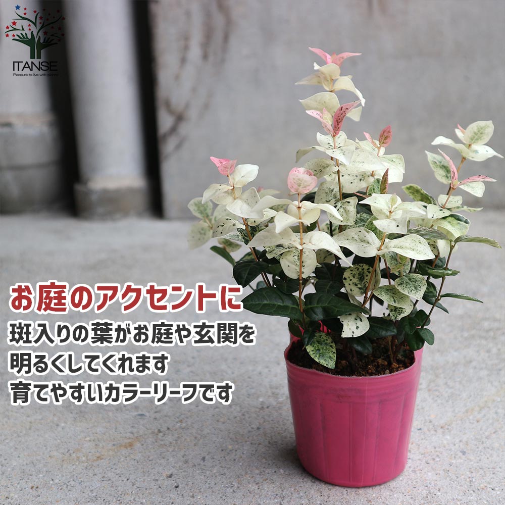 初雪カズラの苗 ハツユキカズラ【花苗 3号ポット】