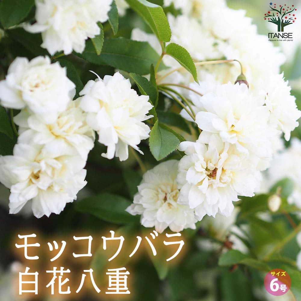 モッコウバラ 八重咲き