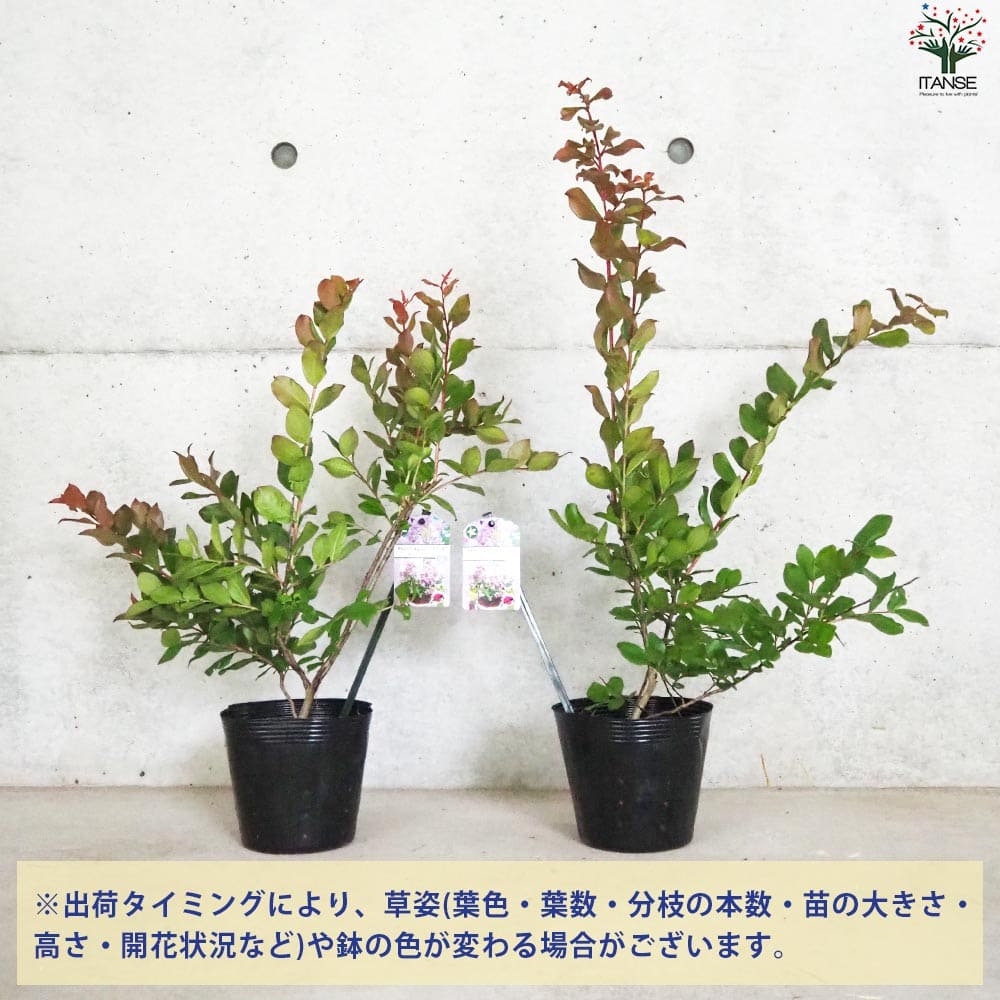 矮性サルスベリの苗木 品種：With Love・エターナル【花苗 5号ポット