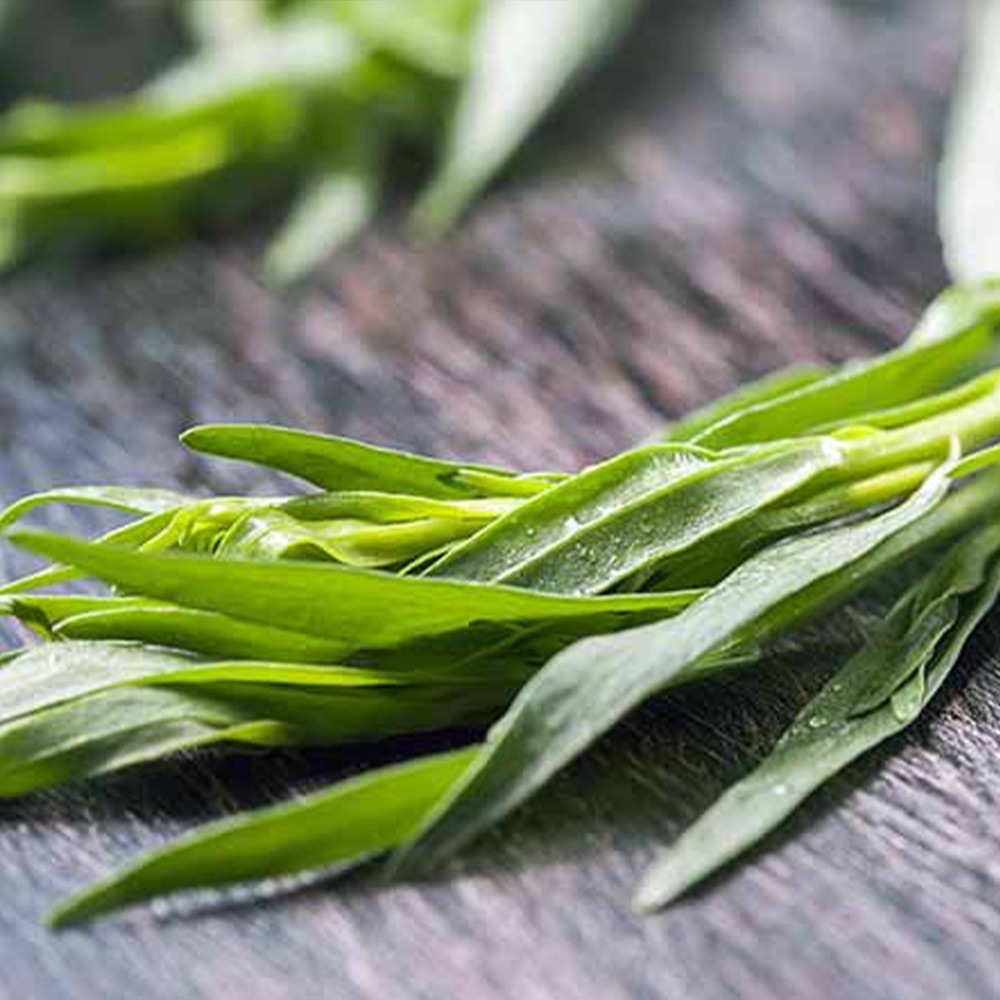 フレンチタラゴン9cmポット苗 【ハーブ苗9cmポット／1個～】