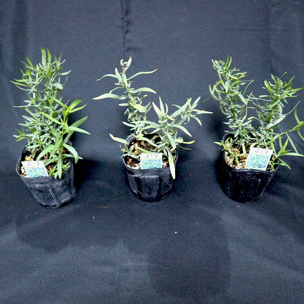 Itanse良品ｾﾚｸﾄ通販