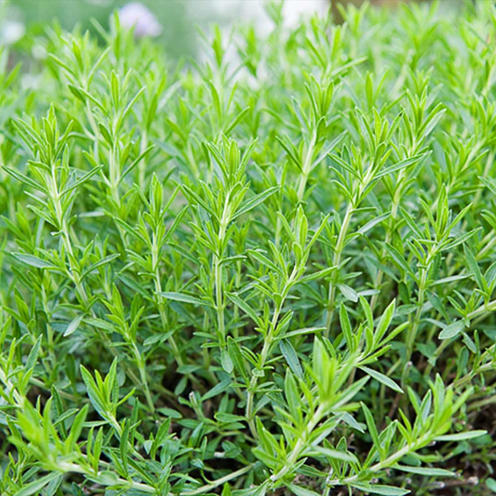 フレンチタラゴン9cmポット苗 【ハーブ苗9cmポット／1個～】