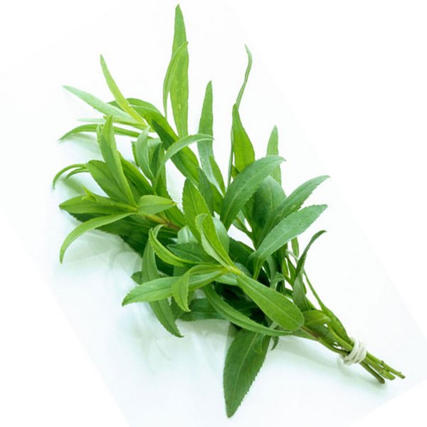 フレンチタラゴン9cmポット苗 【ハーブ苗9cmポット／1個～】