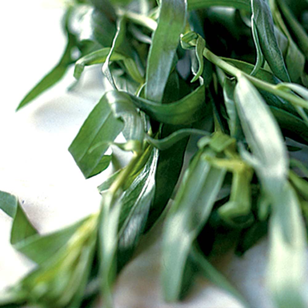 フレンチタラゴン9cmポット苗 【ハーブ苗9cmポット／1個～】