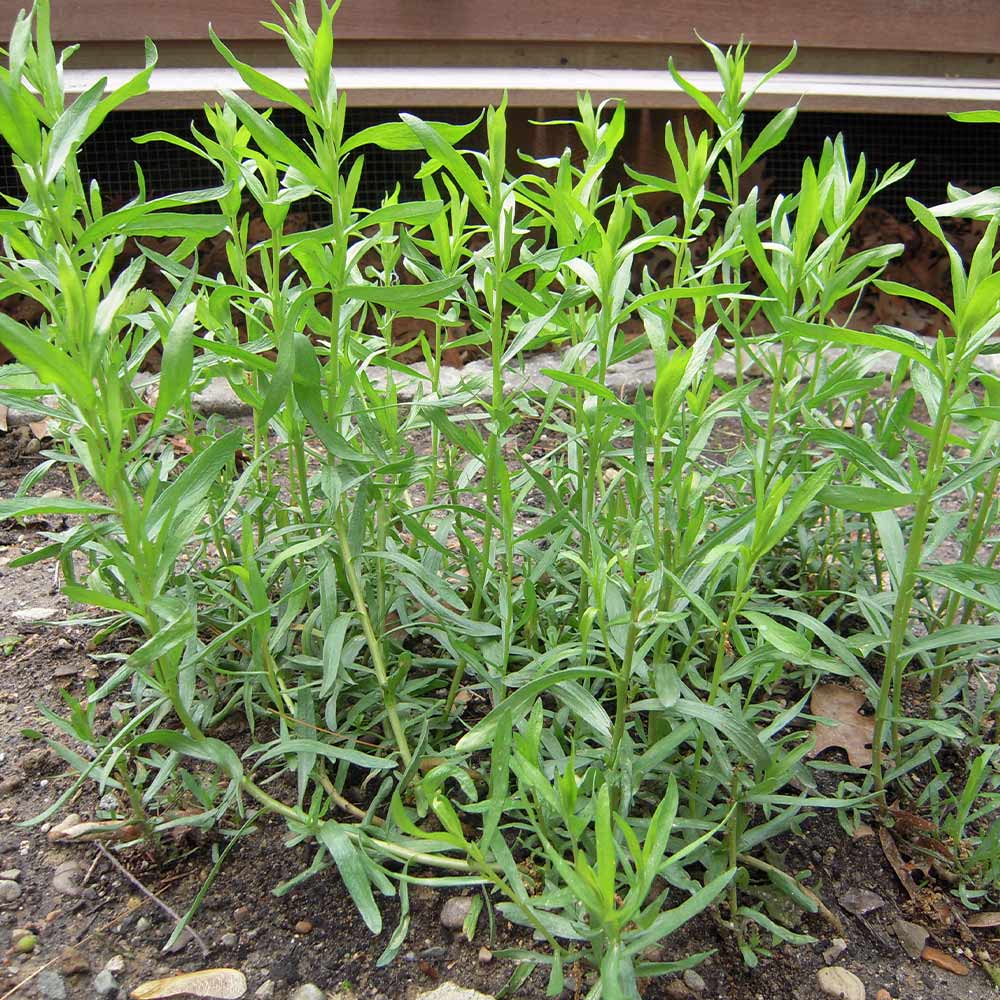 フレンチタラゴン9cmポット苗 【ハーブ苗9cmポット／1個～】