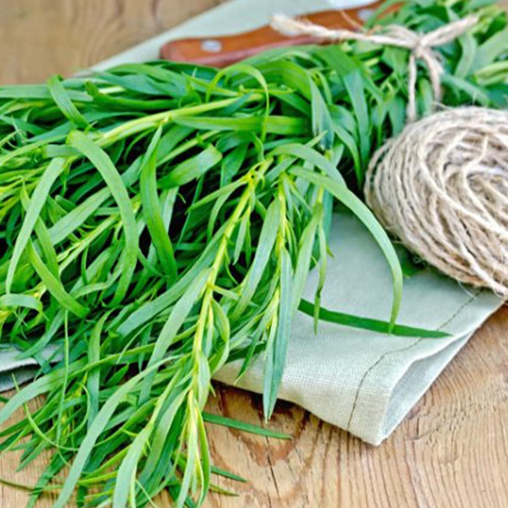 フレンチタラゴン9cmポット苗 【ハーブ苗9cmポット／1個～】