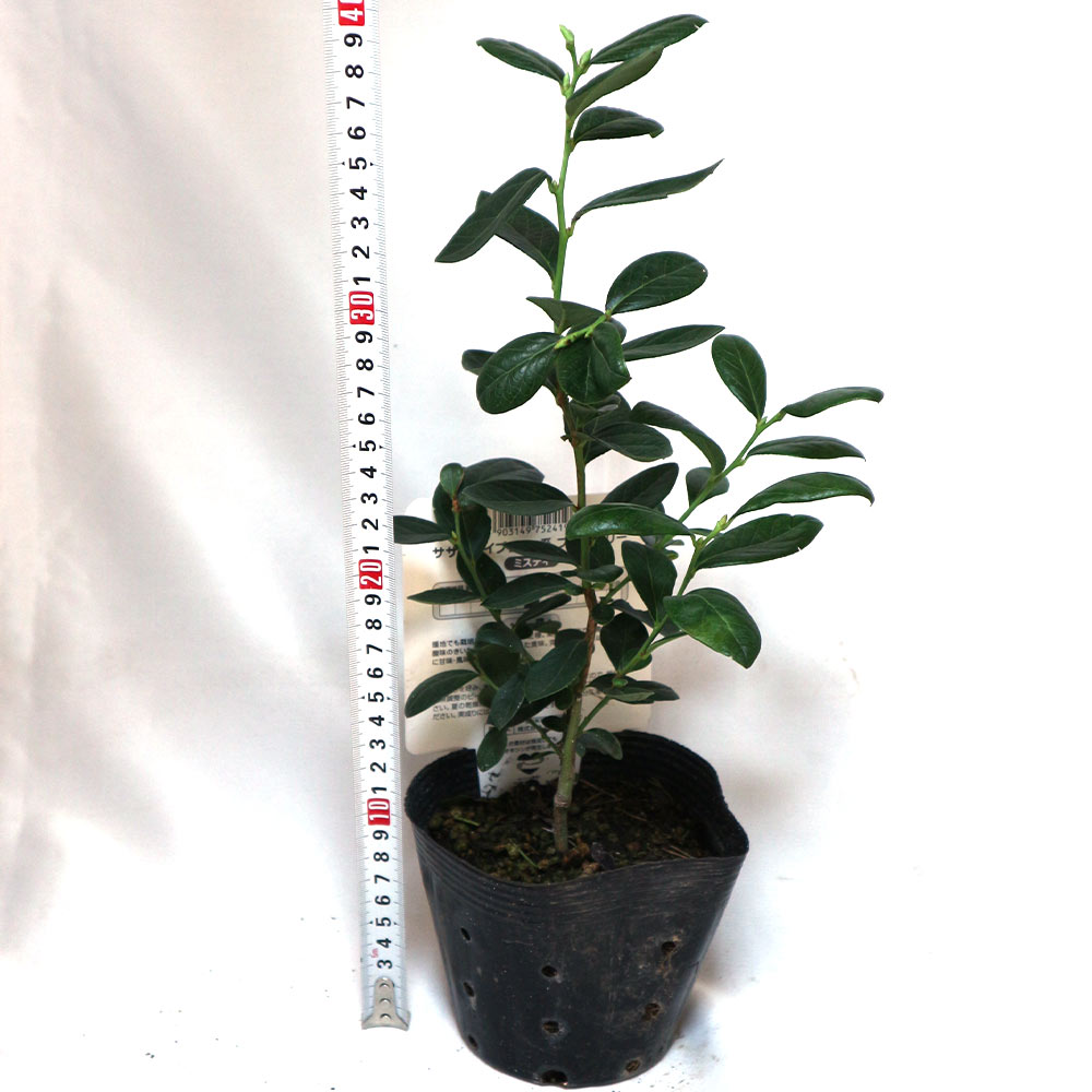 大実サザンブッシュ系ブルーベリー”ミスティー”12cmポット苗」【1個