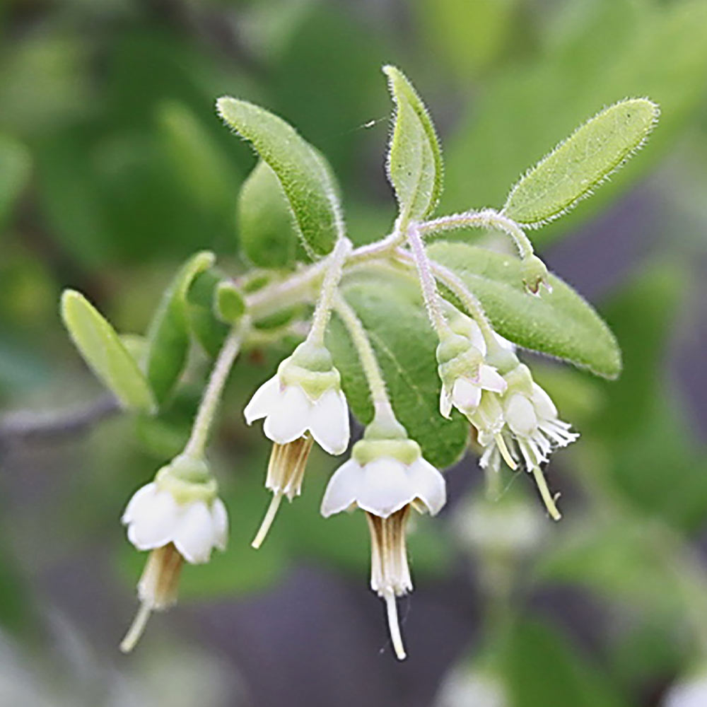 大実サザンブッシュ系ブルーベリー”ミスティー”12cmポット苗」【1個