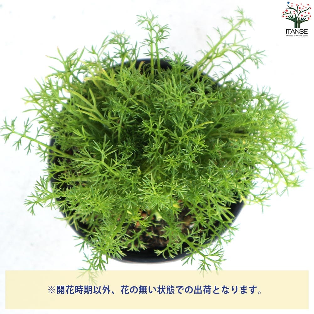 ローマンカモミール 10.5cm2個～【おうちで簡単！育てやすい10.5cm