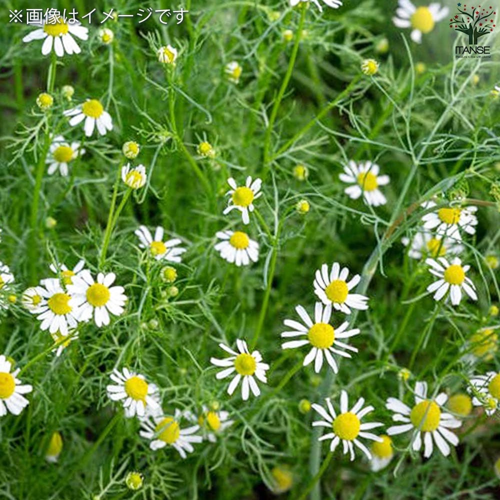 ローマンカモミール 10.5cm2個～【おうちで簡単！育てやすい10.5cm