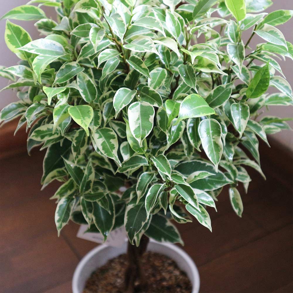 フィカス ベンジャミナ ニコル(斑入リ葉)【小型 観葉植物 5号鉢／1個