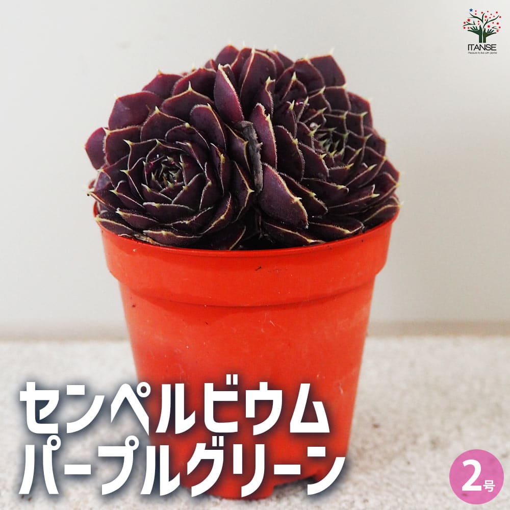 多肉植物 ロゼット型葉 鉢植え*2 多肉植物 ロゼット型葉 鉢植え*2 エケベリアの育て方を徹底解説