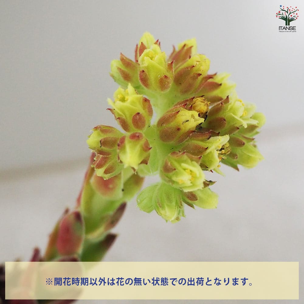 センペルビウム パープルグリーン 【多肉植物 2号鉢】｜ 【植物の