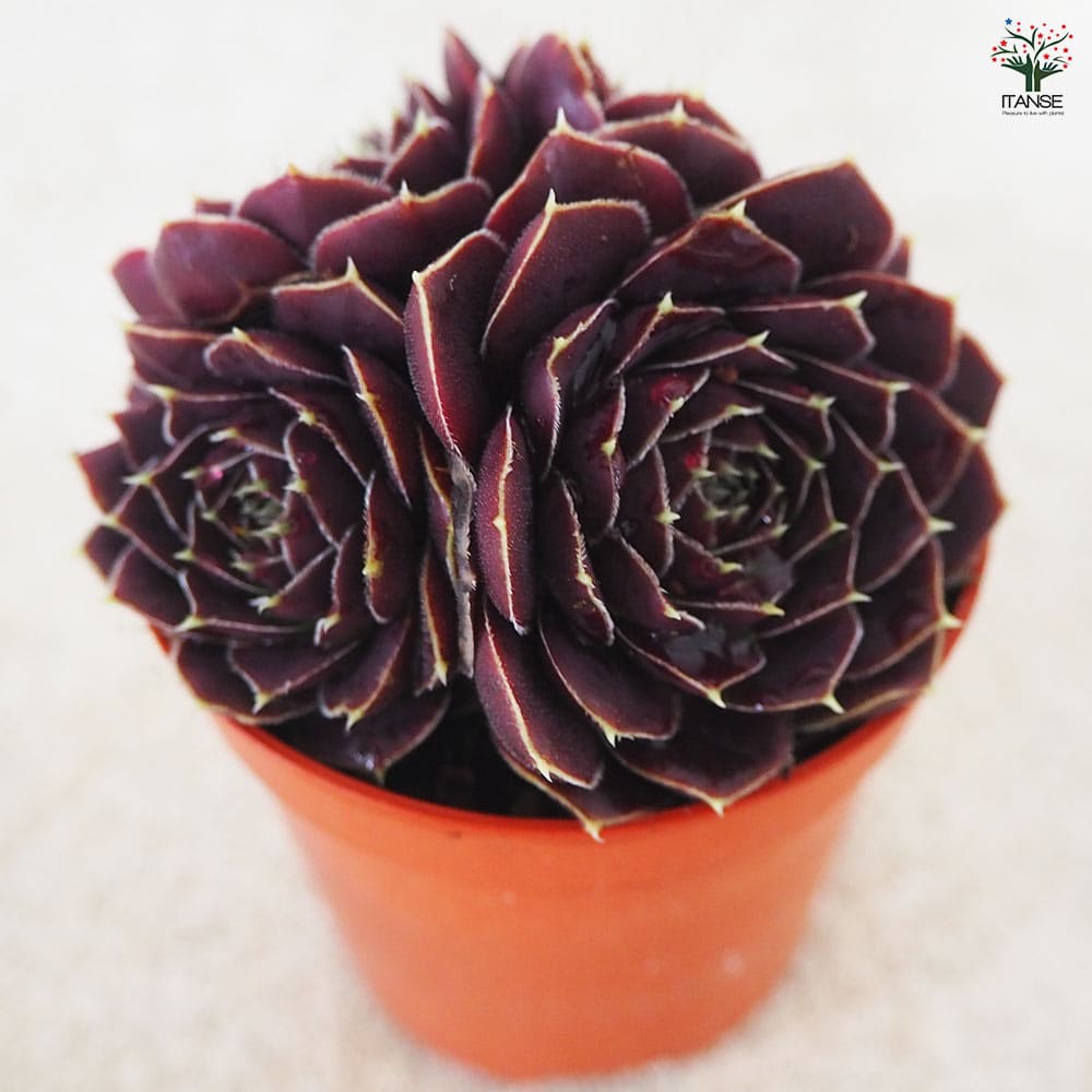 センペルビウム パープルグリーン 【多肉植物 2号鉢】｜ 【植物の