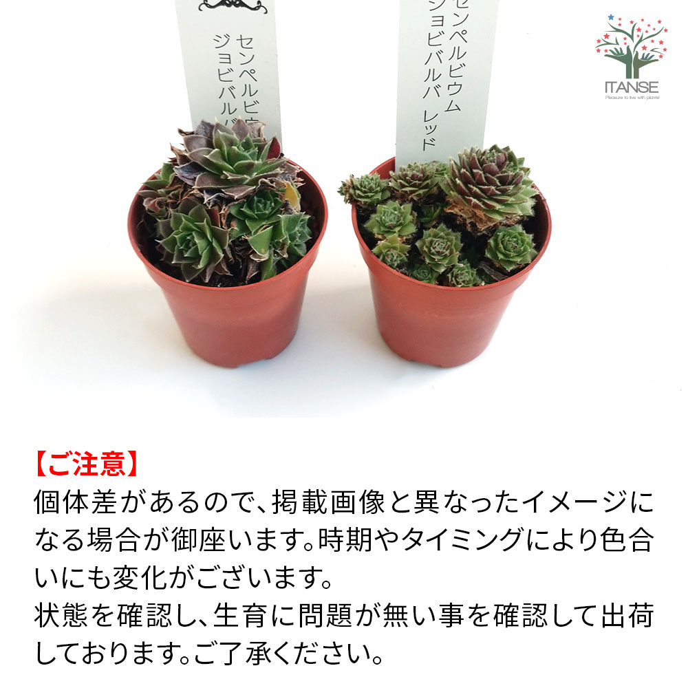 センペルビウム パープルグリーン 【多肉植物 2号鉢】｜ 【植物の