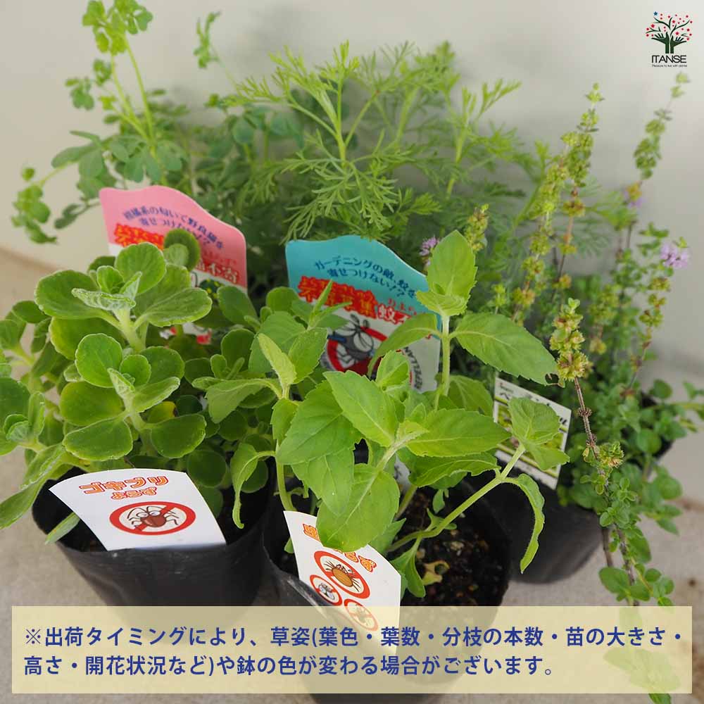 蚊・ネコ・アリ・虫・ゴキブリよらず 【ハーブの苗 9cm】