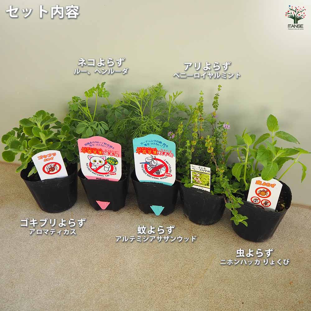 蚊・ネコ・アリ・虫・ゴキブリよらず 【ハーブの苗 9cm】