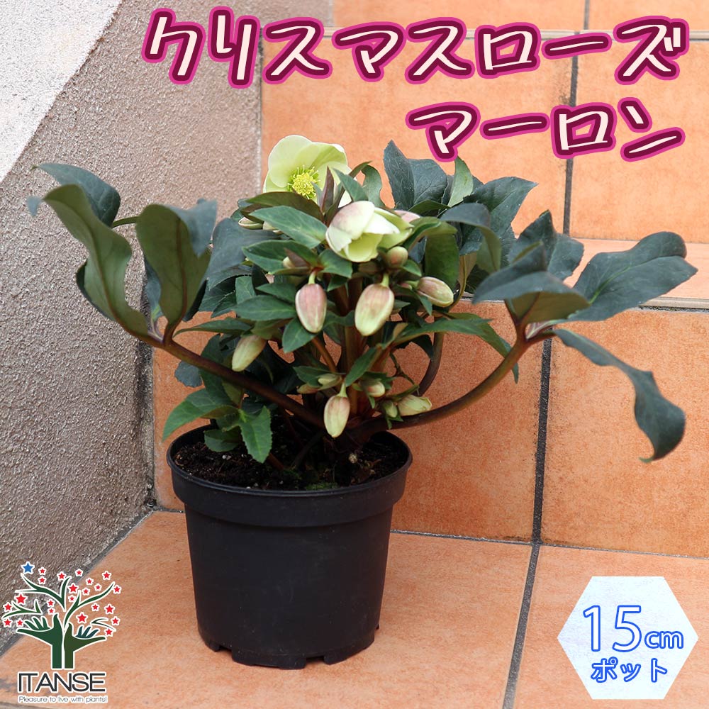 クリスマスローズ マーロン