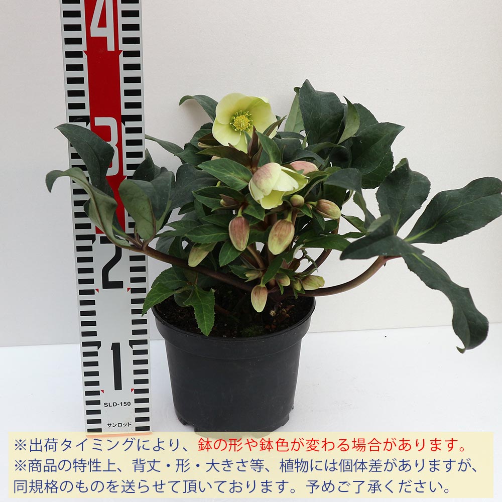 Itanse良品セレクト通販 Itanse良品セレクト通販