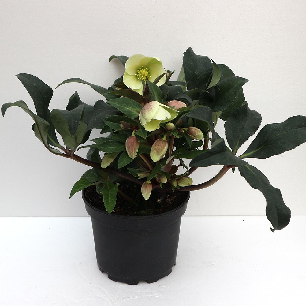 クリスマスローズ HGC マーロン【花苗 5号ポット苗/1個売り】