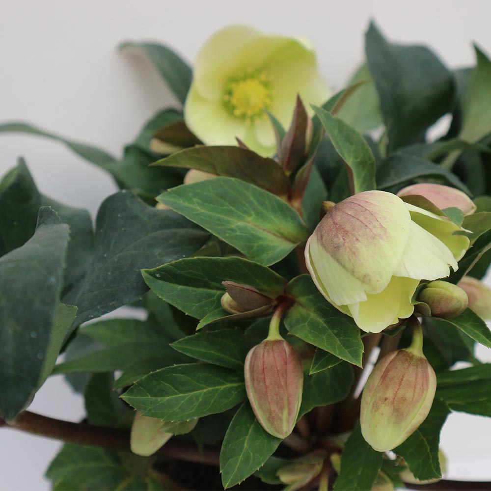 クリスマスローズ HGC マーロン【花苗 5号ポット苗/1個売り】