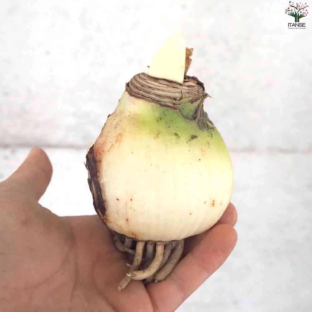 球根 アマリリス(一重) マジックタッチ 【花球根 1球／1個売り