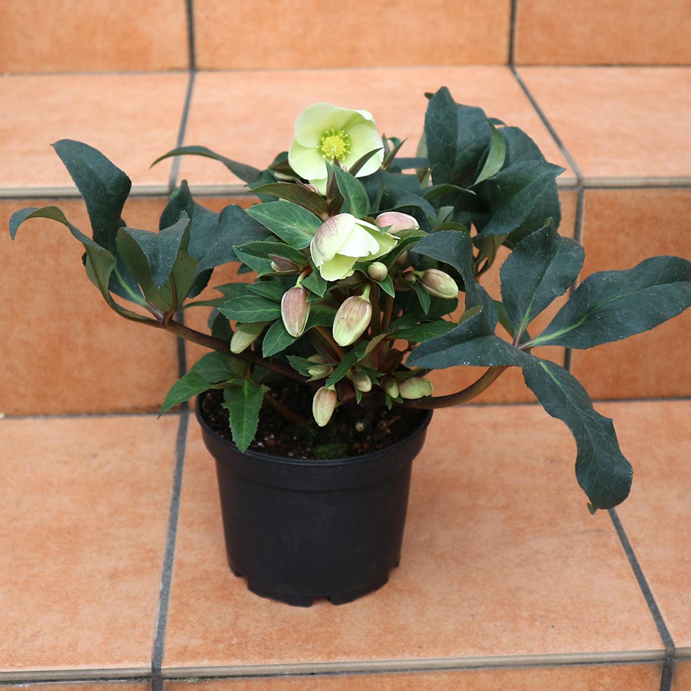 クリスマスローズ HGC マーロン【花苗 5号ポット苗/1個売り】