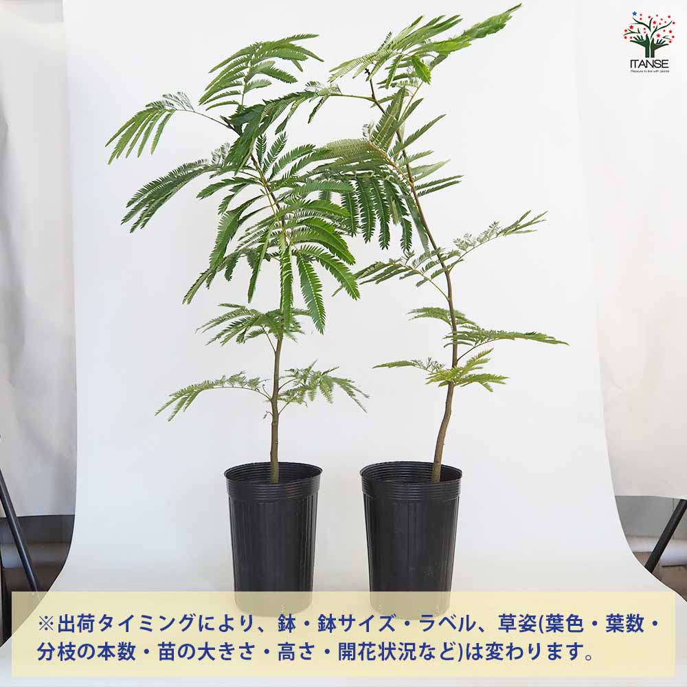 観葉植物 エバーフレッシュ(アカサヤネムノキ) リビングやオフィスの