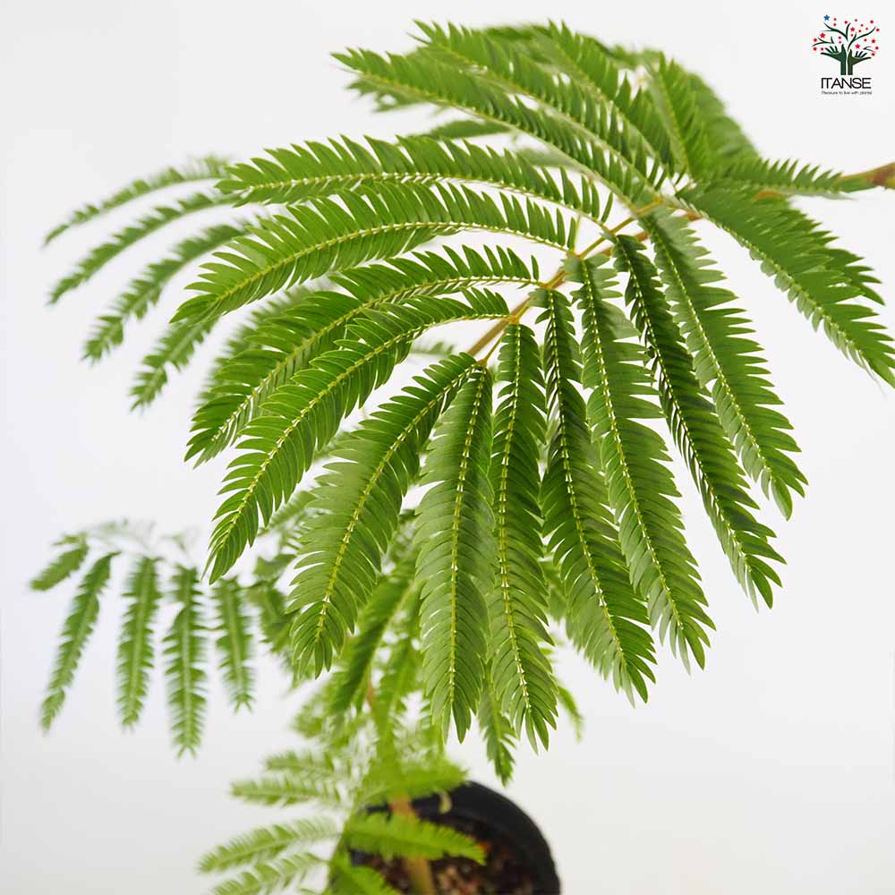 観葉植物 エバーフレッシュ(アカサヤネムノキ) リビングやオフィスの