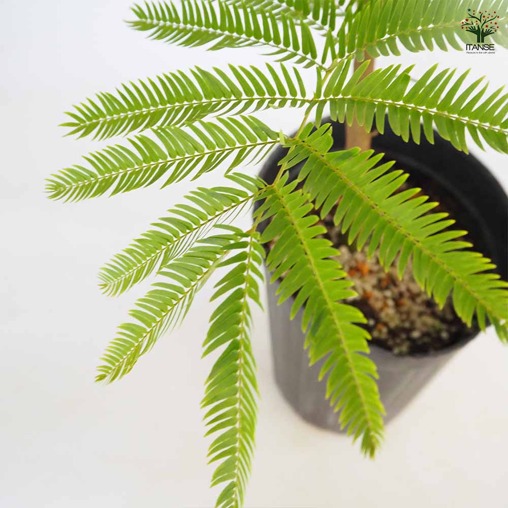 観葉植物 エバーフレッシュ(アカサヤネムノキ) リビングやオフィスの