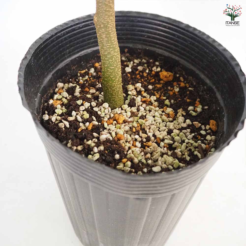 観葉植物 エバーフレッシュ(アカサヤネムノキ) リビングやオフィスの