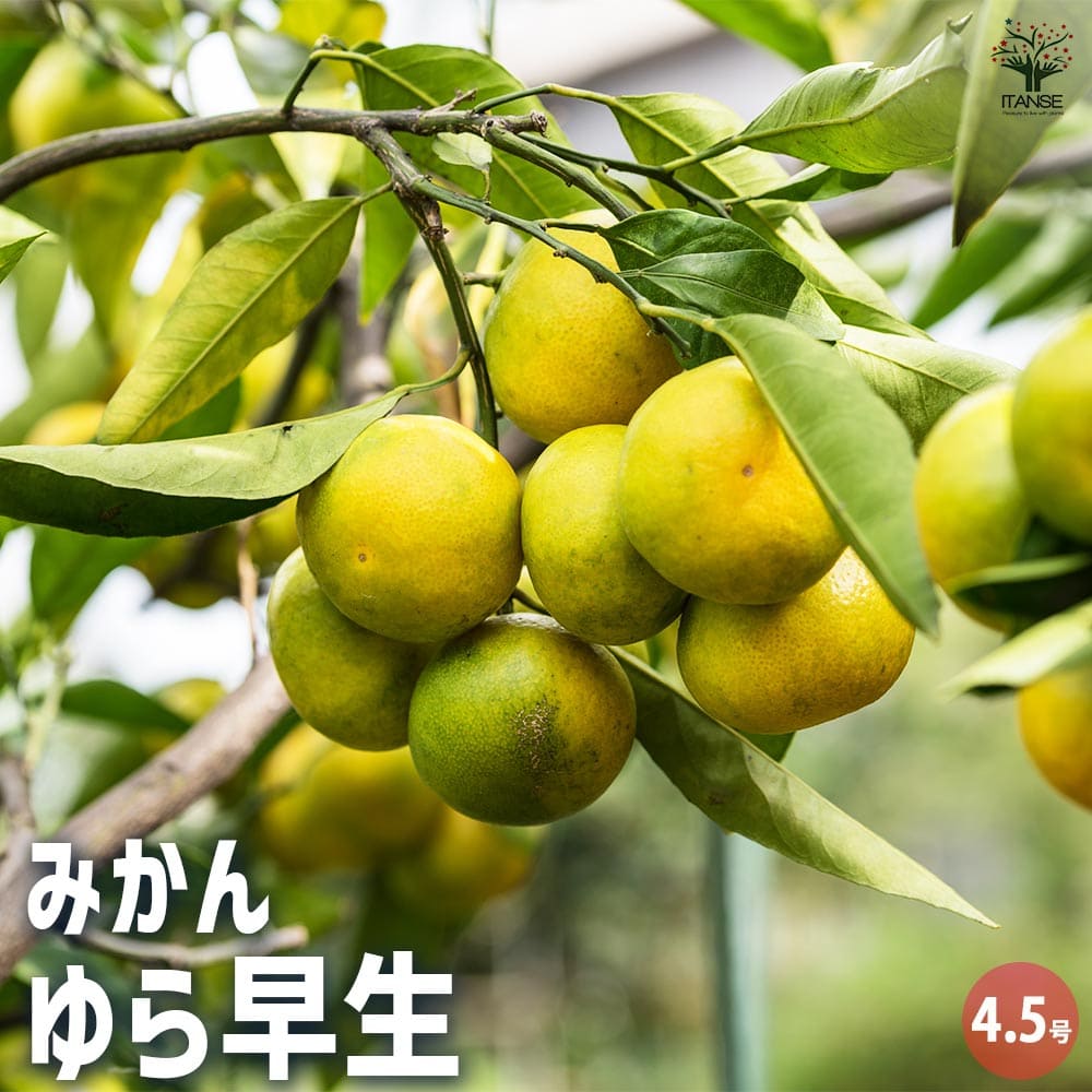 みかんの苗木 ゆら早生 【果樹の苗木 4.5号ポット／1個売り】