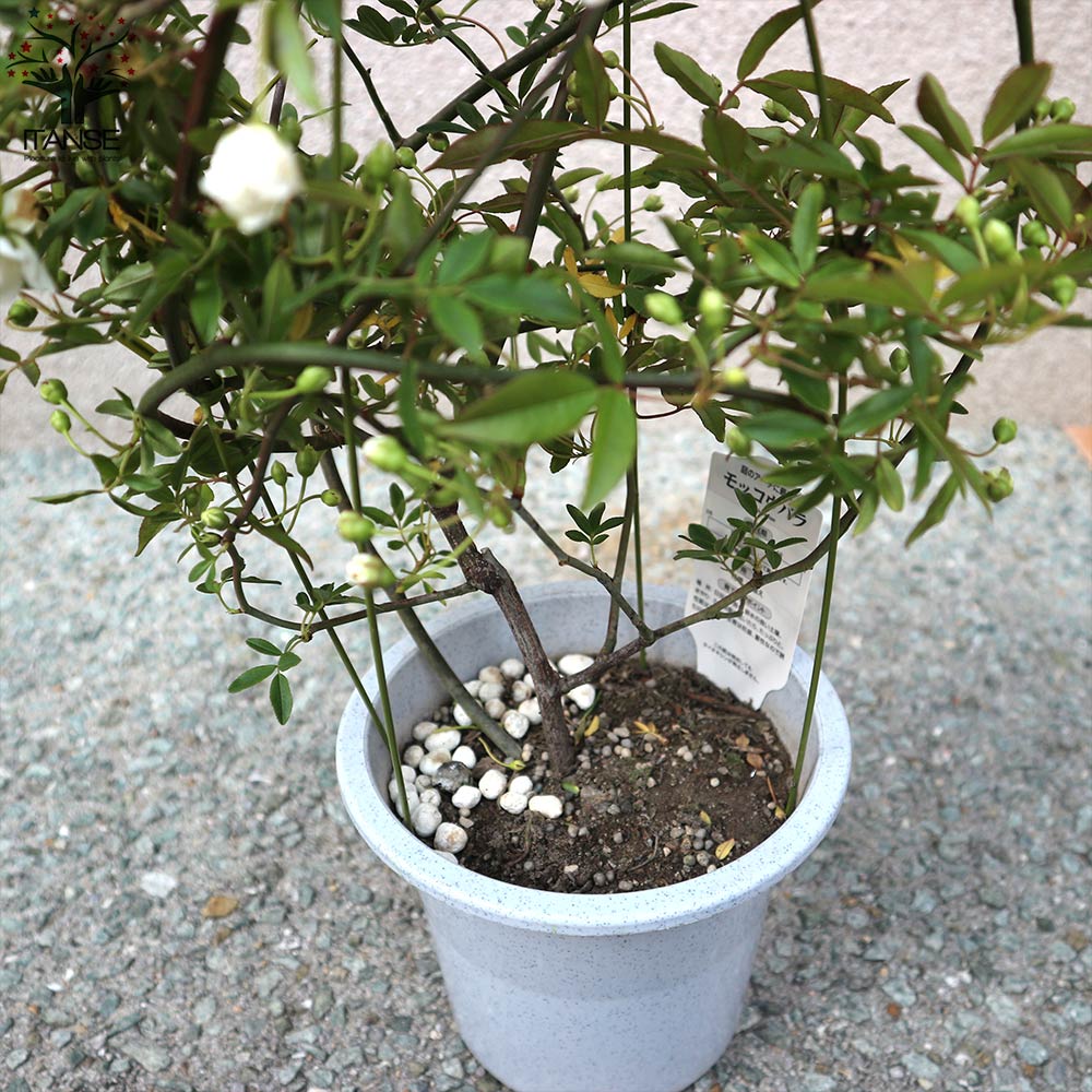 Itanse良品セレクト通販 Itanse良品セレクト通販