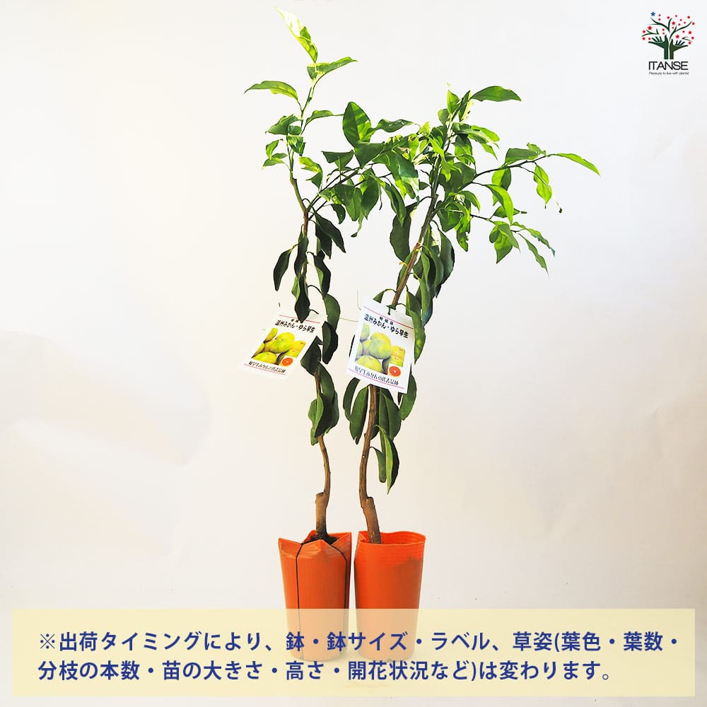 みかんの苗木 ゆら早生 【果樹の苗木 4.5号ポット／1個売り】