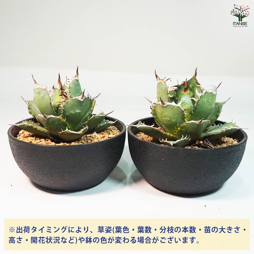 アガベ 南覇王 【多肉植物 7号鉢/1個売り】| 【植物のITANSE アガベ 南覇王 【多肉植物 7号鉢/1個売り】| 【植物のITANSE