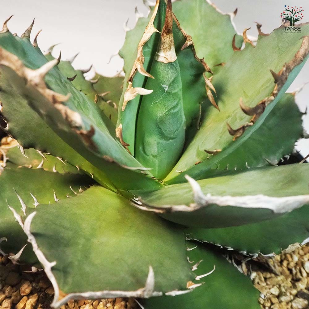 アガベ 南覇王 【多肉植物 7号鉢／1個売り】｜ 【植物のITANSE