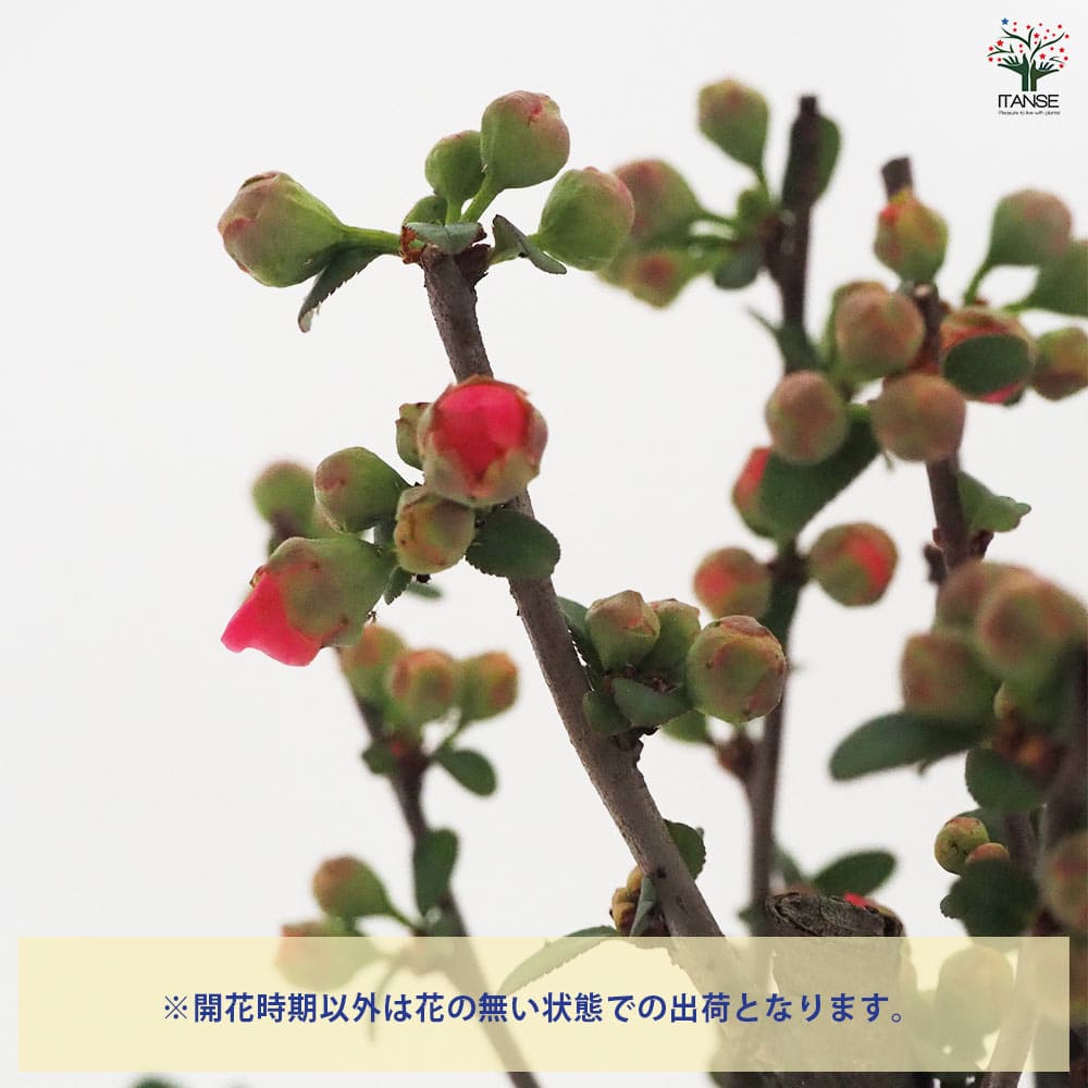 ボケ 昭和錦 【花木苗 4号／1個売り】｜ 【植物のITANSE】全品